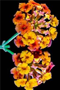Red Orange and Yellow Lantana Camara Flowers Blooming Journal