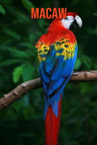 Macaw