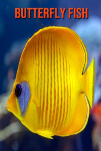 Butterfly Fish