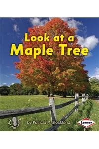 Look at a Maple Tree