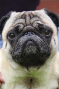The Pug Dog Journal