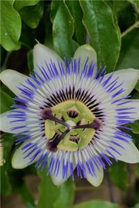 Blue Passion Journal