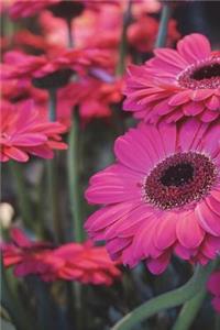 Pink Gerber Flowers Journal