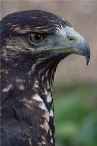 Black-Chested Buzzard-Eagle (Geranoaetus Melanoleucus) Journal