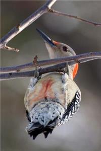 Red-Bellied Woodpecker (Melanerpes Carolinus) Bird Journal