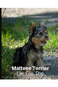 Maltese Terrier - Live Love Dogs!