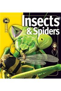 Insects and Spiders