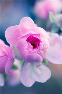 Beautiful Pink Roses Getting Ready to Bloom Journal