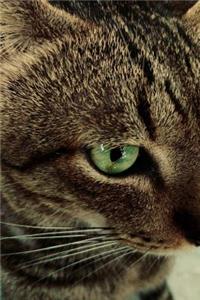 Tabby Cat with Green Eyes in Profile Pet Journal