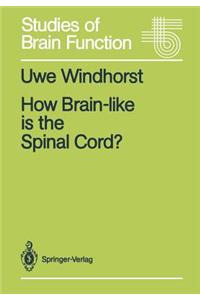 How Brain-Like Is the Spinal Cord?