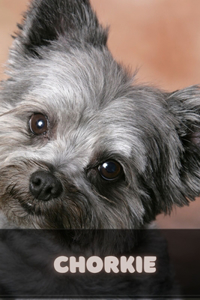 Chorkie