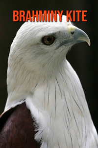 Brahminy kite