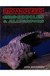 Crocodiles & Alligators