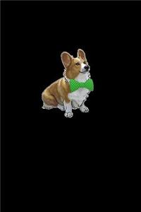 Corgi dog