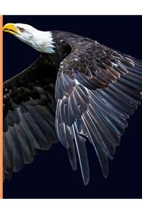 Bald Eagles Notebook