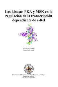 kinasas PKA y MSK en la regulación de la transcripción dependiente de c-Rel
