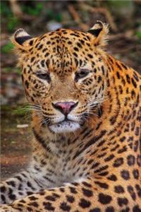Beautiful Leopard in the Wild Safari Big Cat Journal