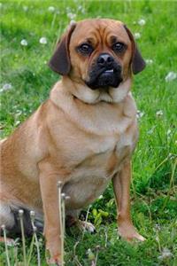 Funny Face! Puggle Designer Dog Pet Journal