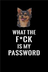 What The F*CK Is My Password, Long Haired Chihuahua