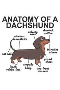 Anatomy Of A Dachshund
