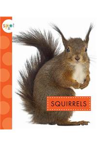 Squirrels