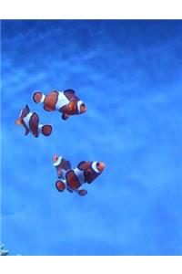 Clown Fish Fishes Clowns Aquarium Fish Tank Tanks Underwater Ocean Sea Marine