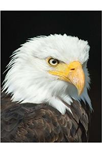 Bald Eagle: 4x4 Quad Rule Grid Graph Journal Composition Notebook 7.44 x 9.69