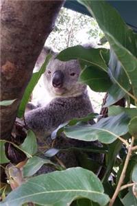 Koala Bear Nestled Among the Eucalyptus Leaves in Australia Journal