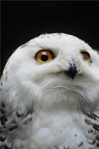 Snow Owl Profile Isolated Journal