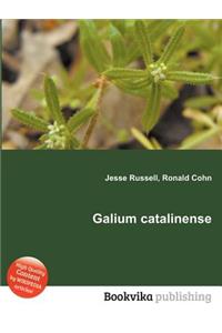 Galium Catalinense