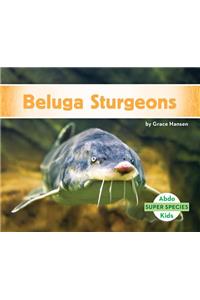 Beluga Sturgeons