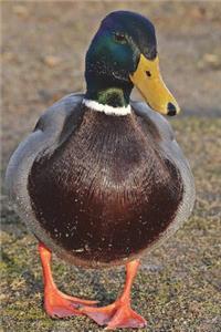 Mallard Duck - Drake Journal