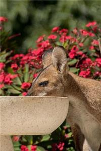 A Wallaby Gets a Drink from a Birdbath in the Garden Journal
