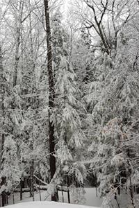 2020 Weekly Planner Winter Season Snowy Forest 134 Pages