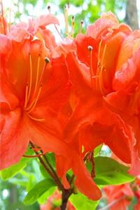 2020 Weekly Planner Beautiful Summer Flowers 134 Pages