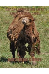 Bactrian Camel