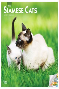 Siamese Cats 2022 Square