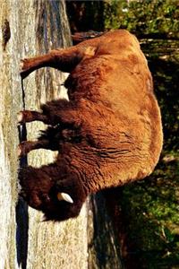 American Buffalo Bison Grazing Journal