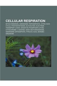 Cellular Respiration
