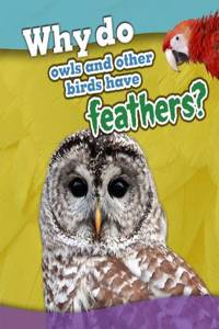 Why do owls and other birds have feathers?