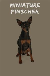 Miniature Pinscher