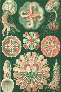 Haeckel Scientific Biological Art Notebook