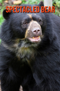 Spectacled Bear