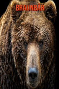 Braunbär