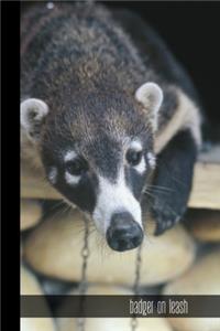 Badger On Leash