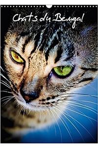 Chats Du Bengal 2017