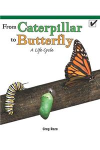From Caterpillar to Butterfly: A Life Cycle