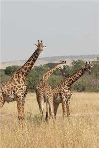 Giraffe Family in Kenya Journal