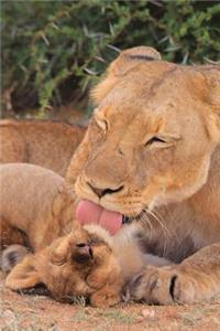 Lioness with Her Cub Journal