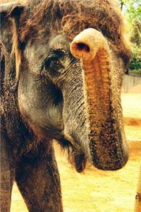 Say Hello to the Indian Elephant Journal